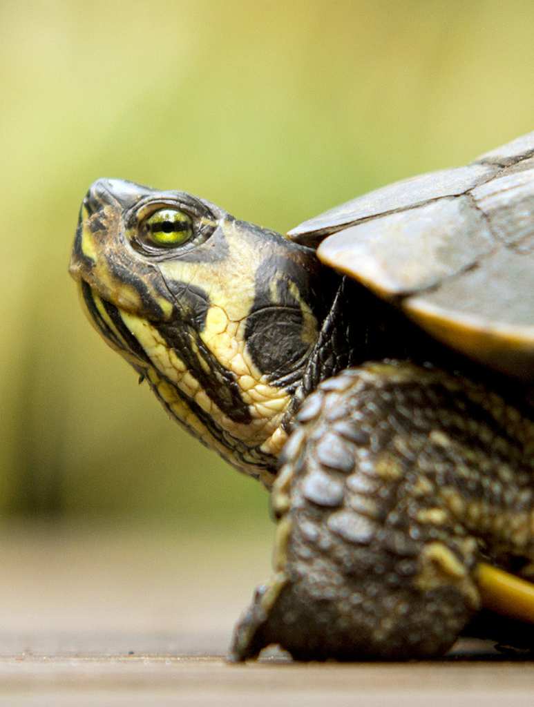 Trachemis scripta